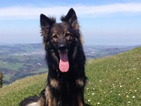 Shani